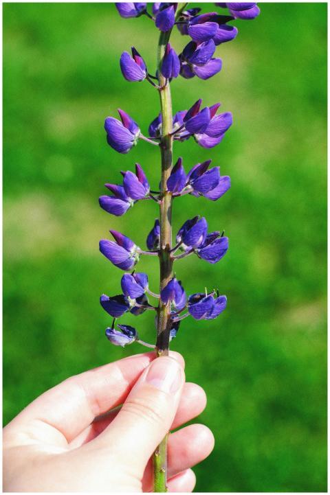 Close-up of a hand holding a lupine flower with vi