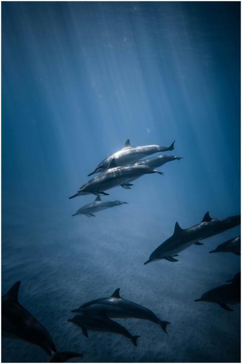 A serene group of dolphins swimming gracefully und