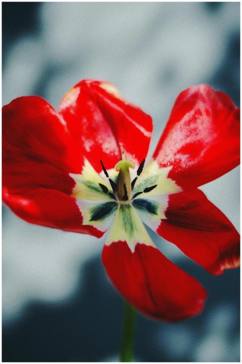 Stunning extreme close-up of a red tulip with sunl