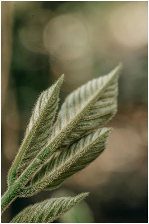 Macro shot of soft fuzzy leaves in natural setting