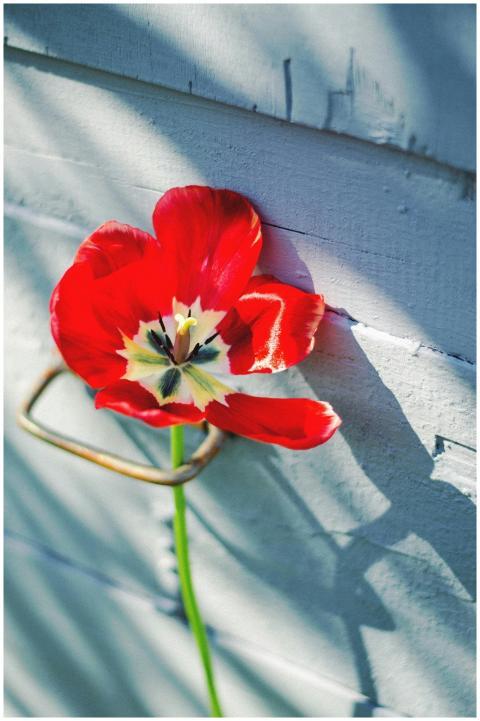 A striking red tulip casts a shadow on a rustic wa