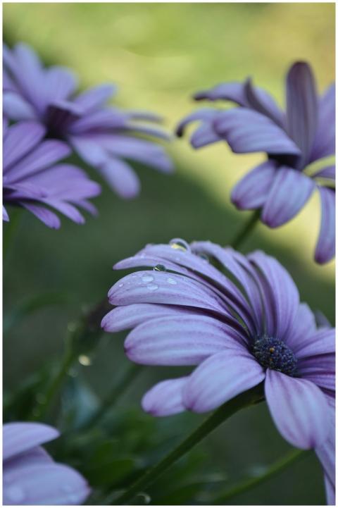 Close-up of purple daisies covered in morning dew.