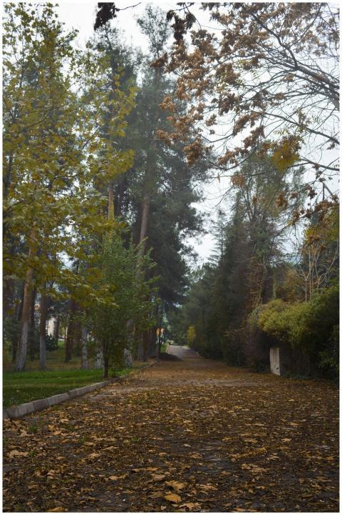 Peaceful autumn scene along a forest path in Deniz