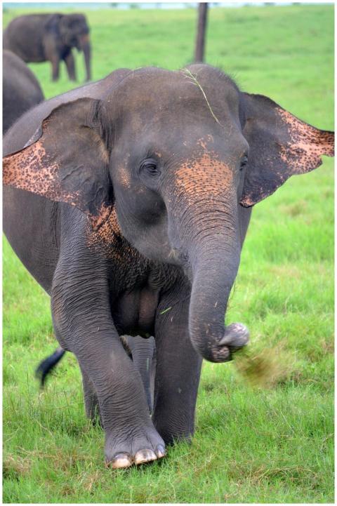 A majestic Asian elephant walking through a lush g