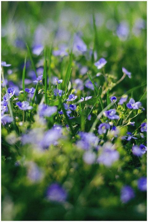 Close-up of blooming Persian speedwell flowers in