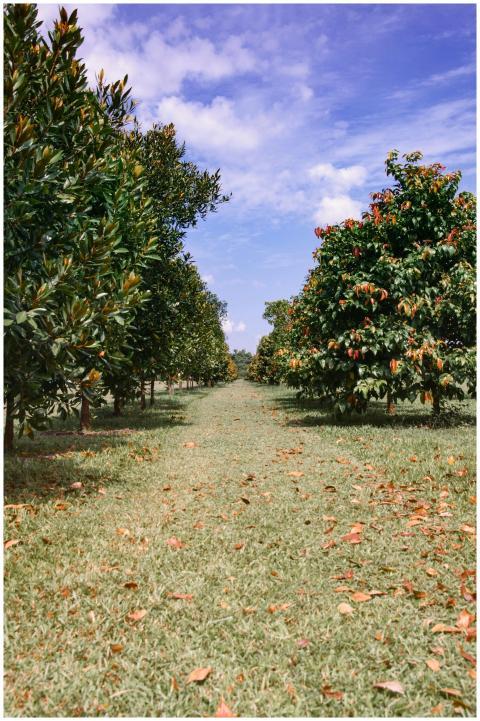 Scenic orchard pathway in Singapore with vibrant t