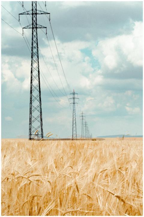 High voltage transmission towers amid a golden whe