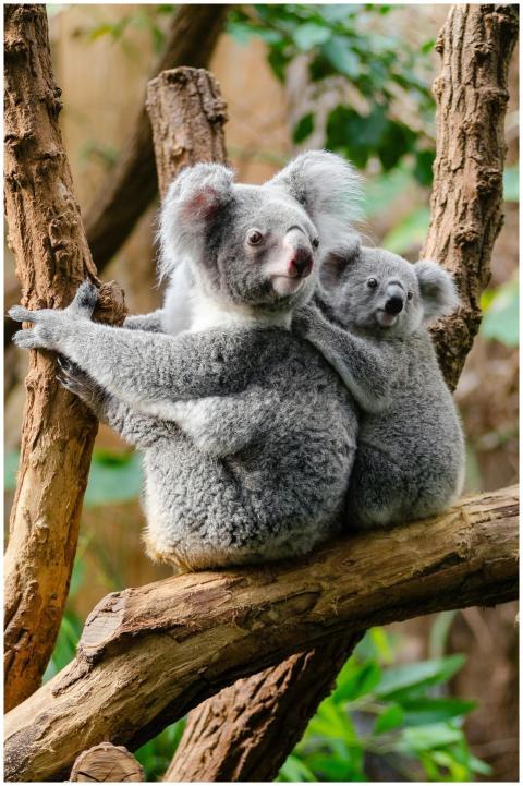 Adorable koala mother and baby in a tree, showcasi