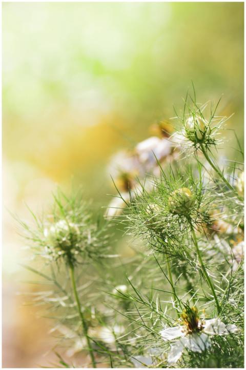 Delicate wildflowers with dew under soft morning s
