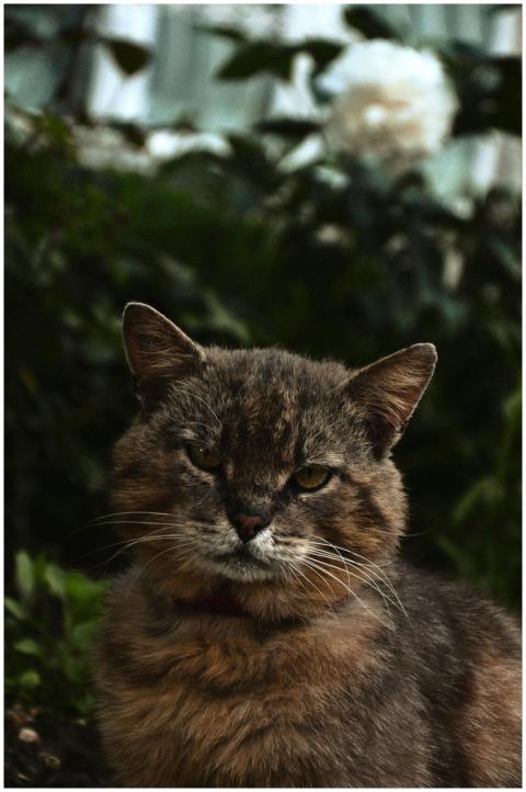 A detailed portrait of a domestic cat with a lush