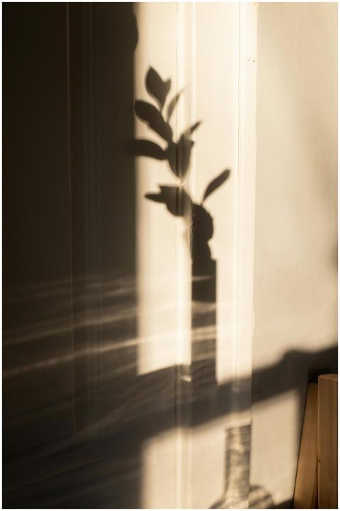 Shadow on white wall of stem with leaves in glass