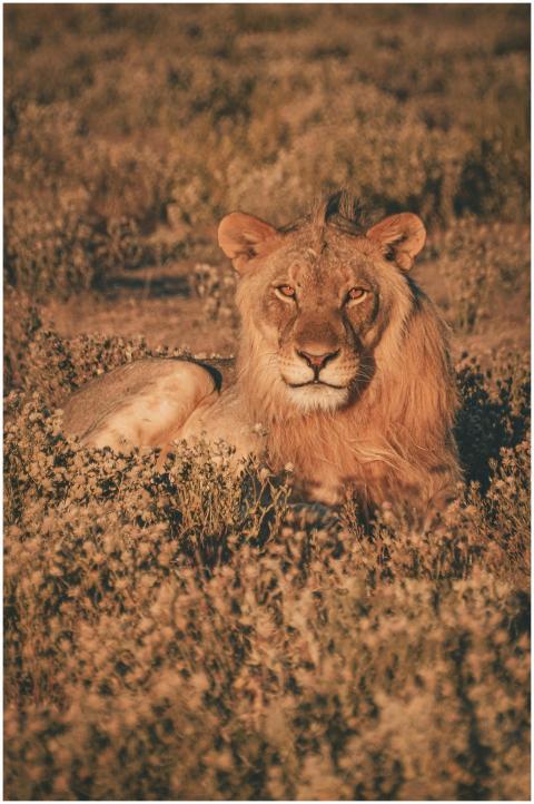 A powerful lion rests amidst the golden hues of th