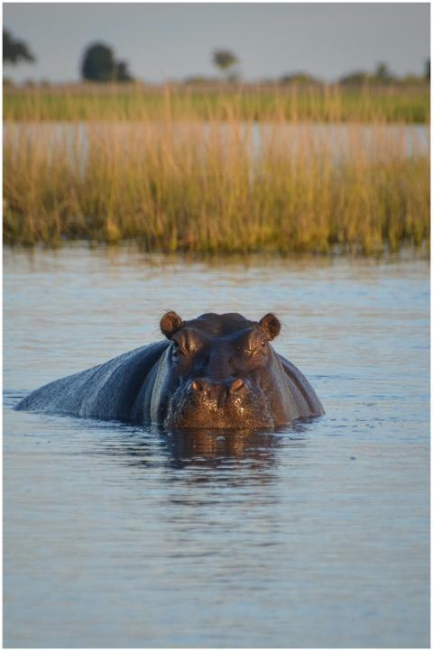 Intimate encounter with a hippopotamus partially s