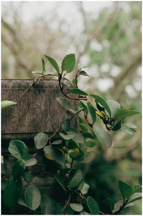 Vibrant green vines climb a rustic wooden post ami
