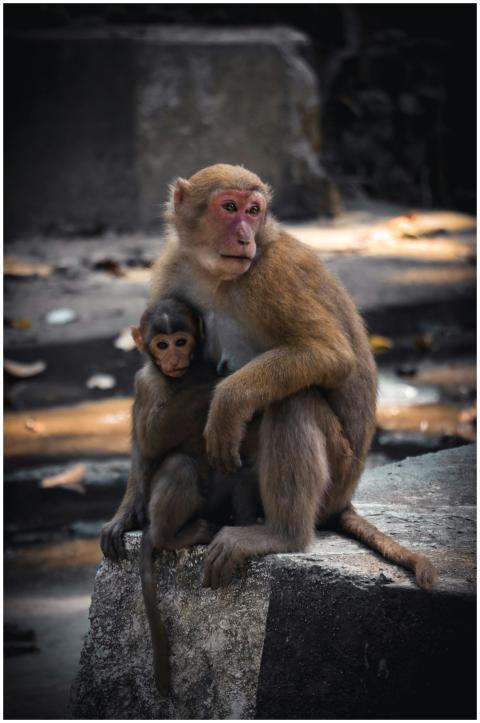 A mother macaque lovingly holds her baby in a zoo