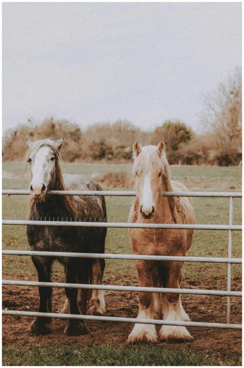 Two gypsy cob horses standing behind a fence in a