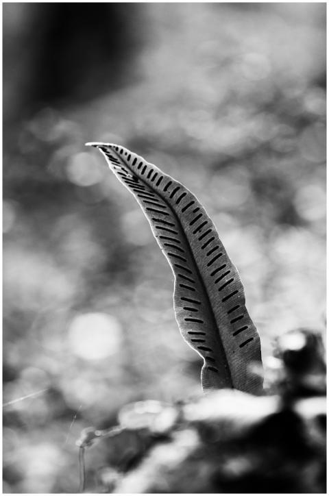 Free stock photo of abstract, artistic, black and