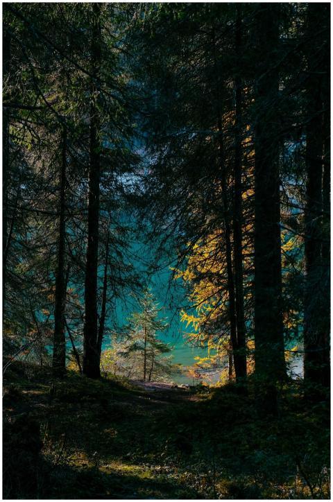 Captured at dawn, this tranquil forest scene featu