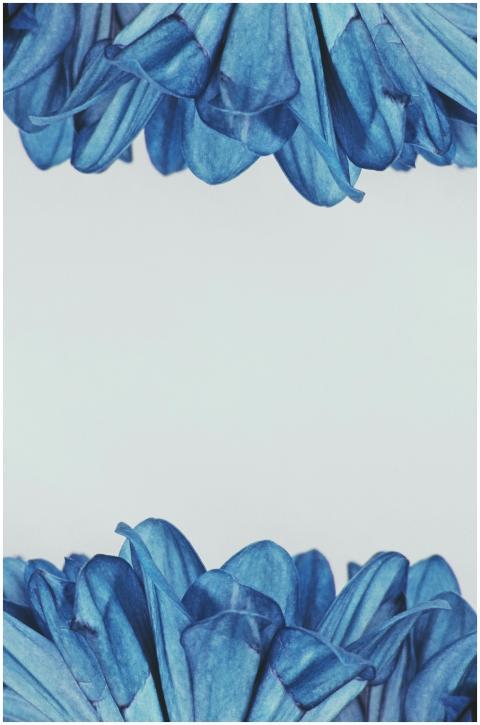 Elegant composition of vivid blue flowers highligh