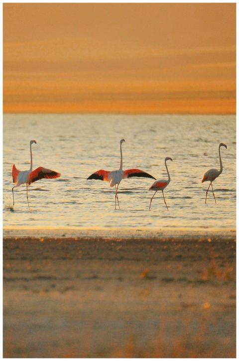 A peaceful scene of flamingos wading in calm water