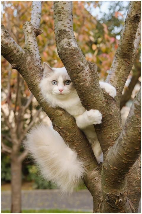 A fluffy white and gray ragdoll cat with blue eyes