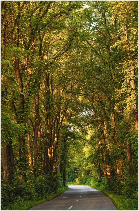 A tranquil road flanked by towering trees creates