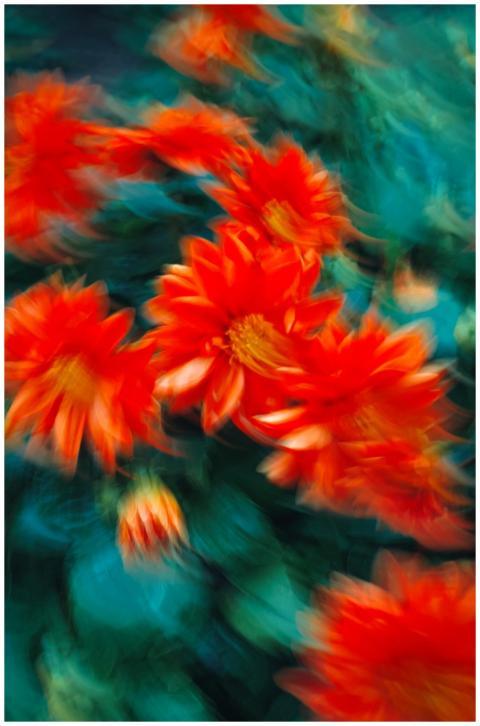 Dynamic artistic capture of red dahlias in motion,