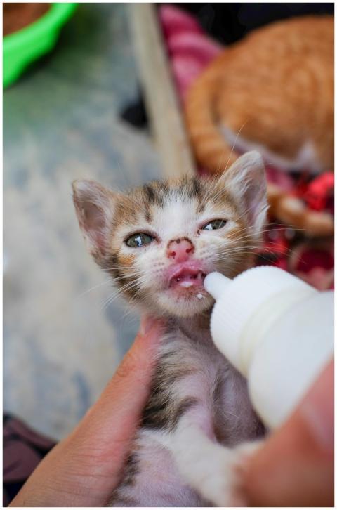 Free stock photo of animal, animals, baby