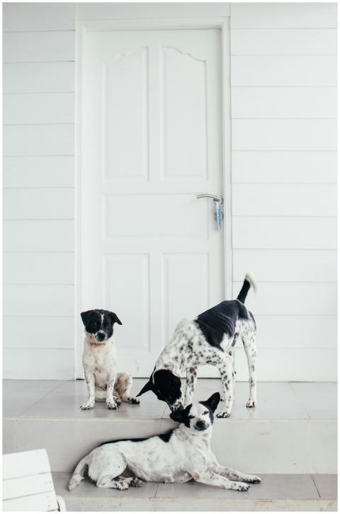 Three black and white dogs playfully interact on a