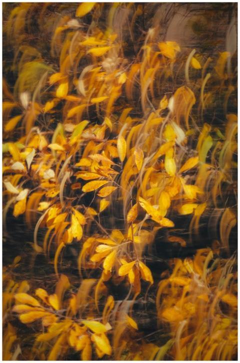 Artistic depiction of vibrant autumn leaves with a