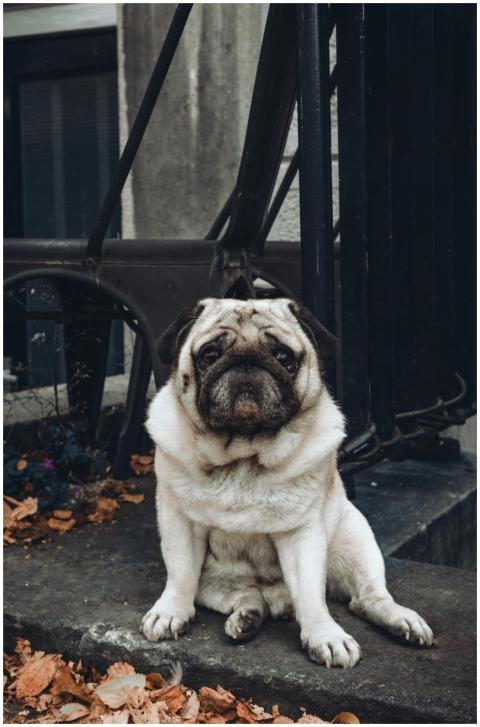 Cute pug dog sitting on a step surrounded by falle