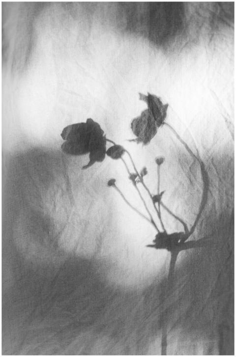 Elegant black and white photo of a flower silhouet