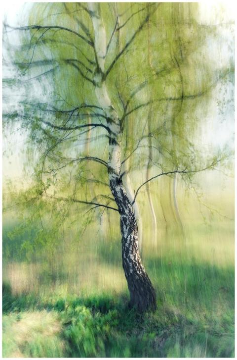 A blurred artistic image of a birch tree, creating