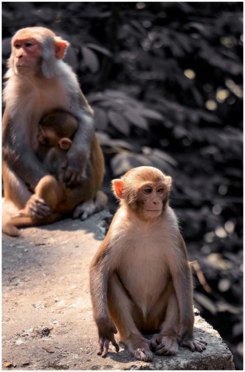 Two monkeys sitting on a concrete surface in their