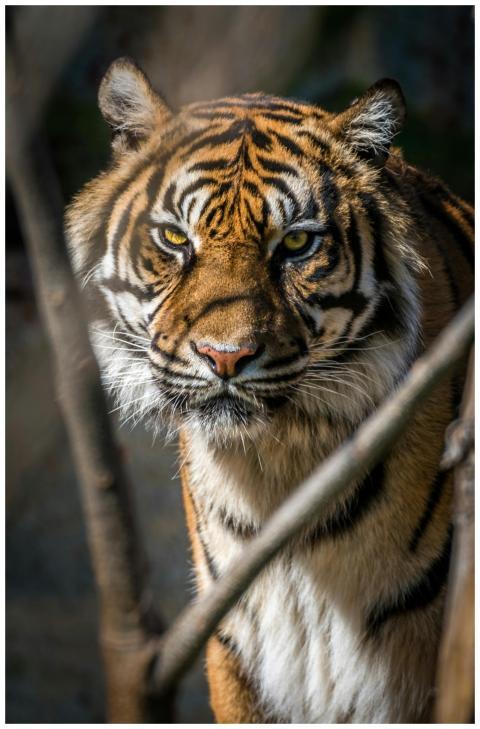 Close-up portrait of a Bengal tiger showcasing its