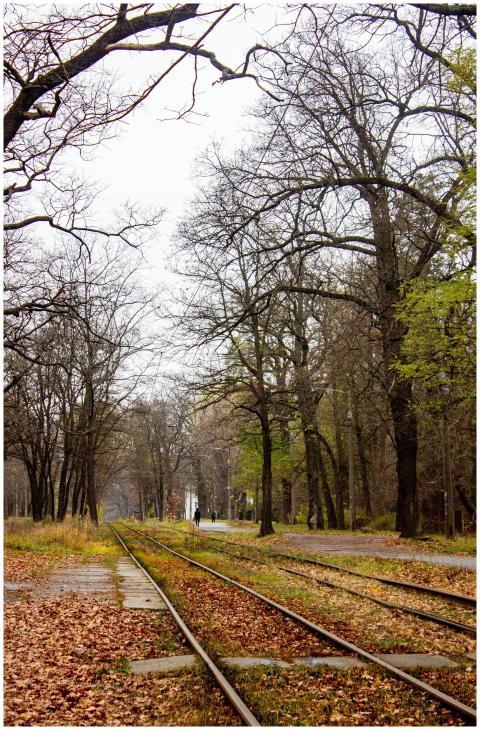 Serene Autumn Railroad Leafy