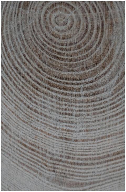 Detailed view of concentric rings on a wooden log,