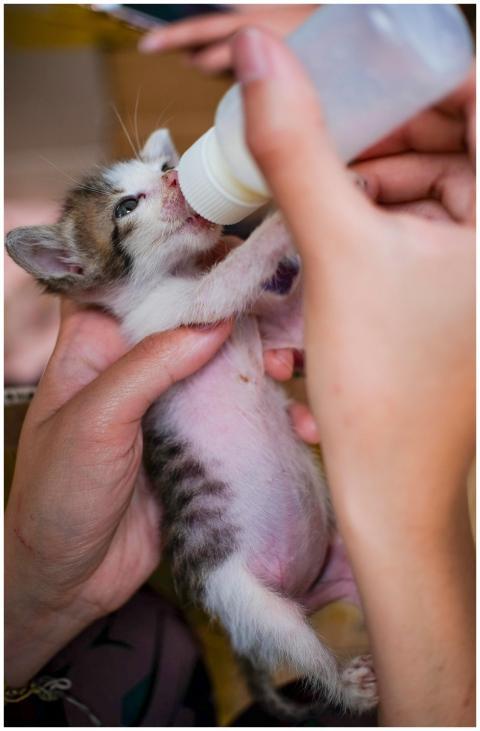 Free stock photo of animal, animals, baby