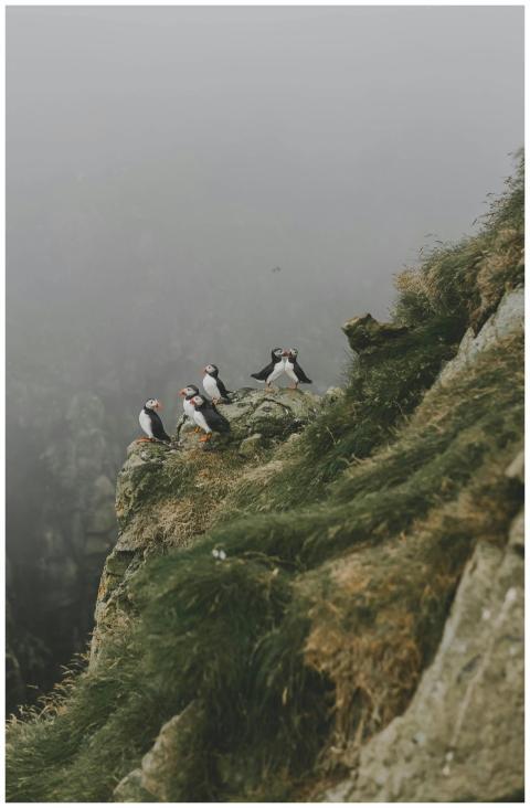 A flock of Atlantic Puffins perched on a misty cli