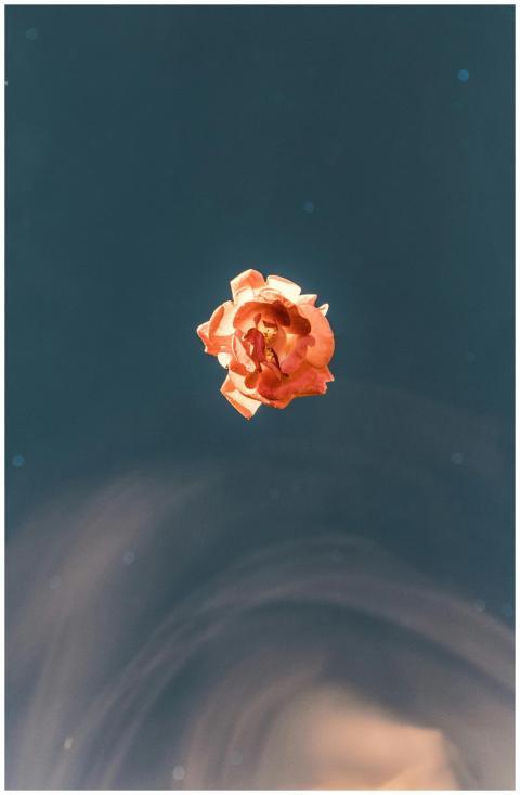 An artistic close-up of a single orange rose bloss