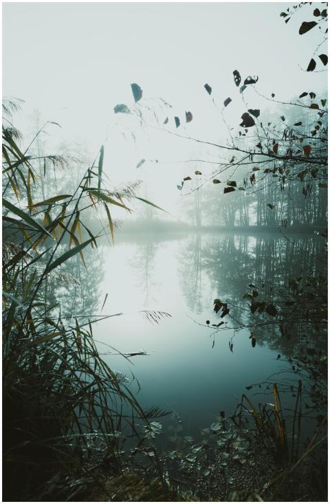 A misty lake scene with reflections and lush flora