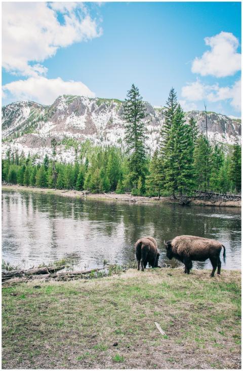 Bison grazing by a serene river against a backdrop