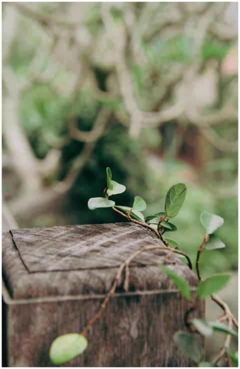 A vine with green leaves climbs over a rustic wood