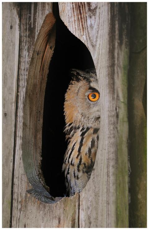 A Eurasian Eagle-Owl peeks from a tree hollow, sho