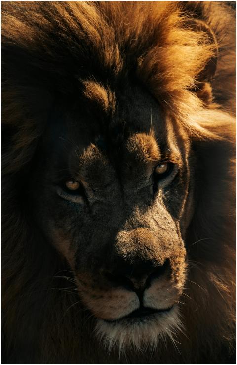 Close-up portrait of a lion in dramatic lighting s