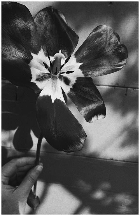 A delicate tulip flower in black and white, held i