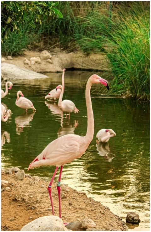 Pink flamingos wading in a serene pond surrounded