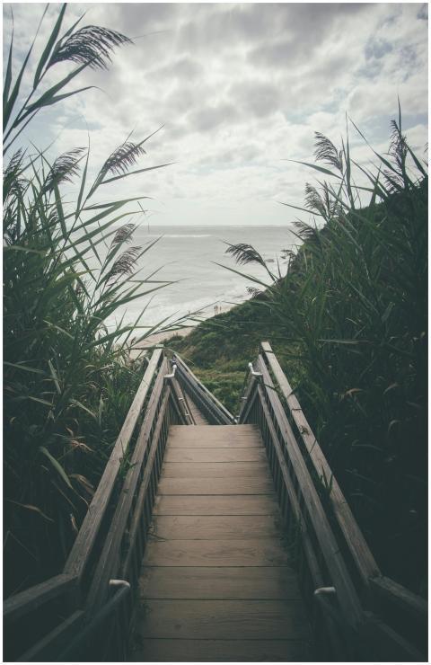 Wooden boardwalk through lush vegetation leading t