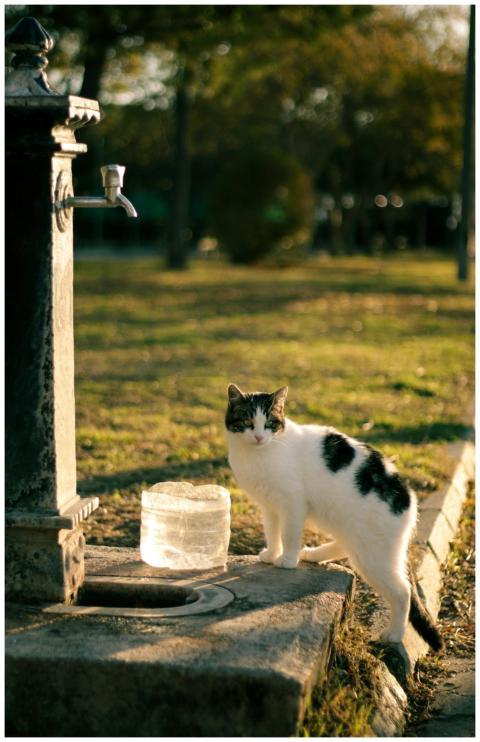 A stray cat drinks water beside a public fountain