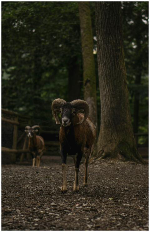 A majestic ram stands amidst the serene woods of G